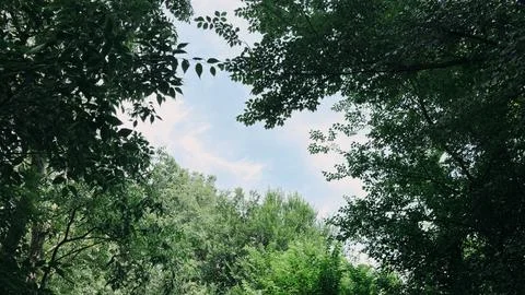 Looking Up at a Bright Blue Sky Framed by Lush Green Tree Canopies in a Peaceful Stock-Fotos