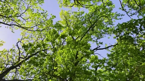 Looking up at a bright green forest canopy with fresh leaves, blue sky and Stock Footage 340920519