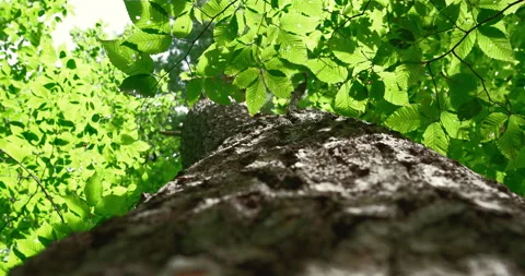 Looking up at bright green tree leaves Stock Footage 130968485