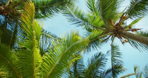 Looking up at bright palm trees against a clear blue sky in a tropical beach Stock Footage 317722798
