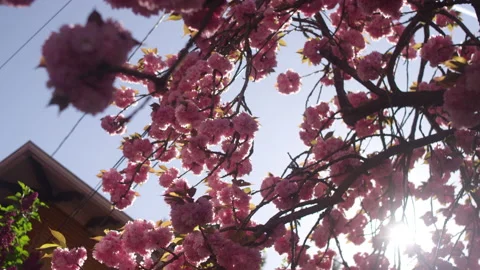 Looking up at bright pink cherry blossoms with the sun shining Stock Footage 130378285