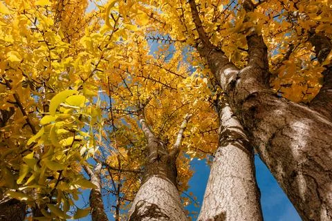 Looking up at brilliant yellow gingko tree leaves Stock Photos