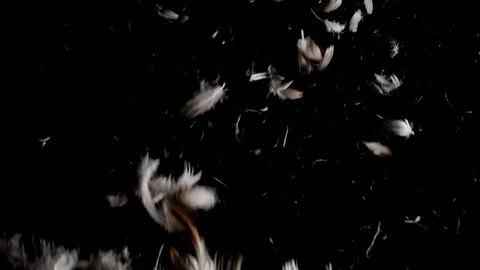 Looking up to brown and white feathers falling and swirling in slow motion Stock-Footage 71764288