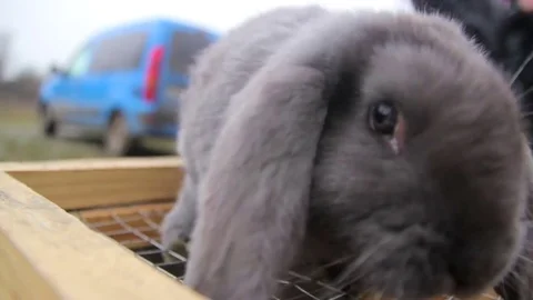 Looking on the bunny Video stock 73782175