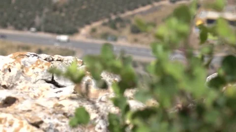 Looking From Bush to Road Far Below Cliff Edge Stock Footage