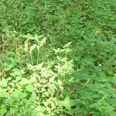 Looking for butterfly Stock Footage 247640124