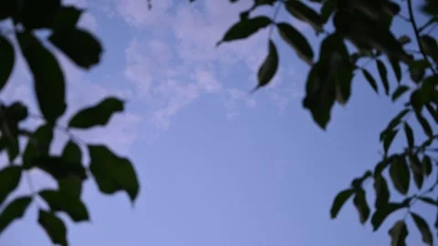 Looking Up at a Calm Blue Sky Through Blurry Tree Leaves in Summer Stock Footage 314329944
