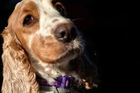 Looking at the camera dog on a black background, close-up Stock Photos