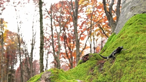 Looking at camera, the fire salamander (Salamandra salamandra) Stock Footage 345959030
