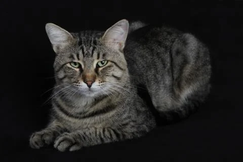 Looking at the camera Stock Photos