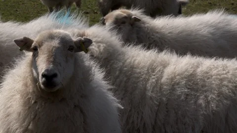 Looking into camera Sheep in field farming livestock wool UK England 4K Stock Footage 106538525