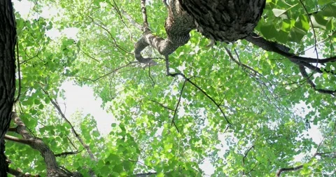 Looking up, camphor tree, treetops, summer sunshine, fine leaves Stock Footage 137111394