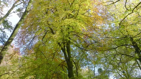 Looking up into the canopy of an autumnal forest Stock Footage 255063679