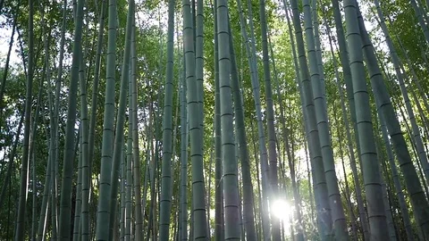Looking Up at Canopy of Bamboo Forest Stock Footage 77766309