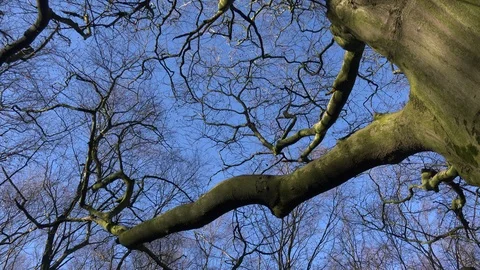 Looking into canopy of a beach tree UK 4K Video stock 124654865