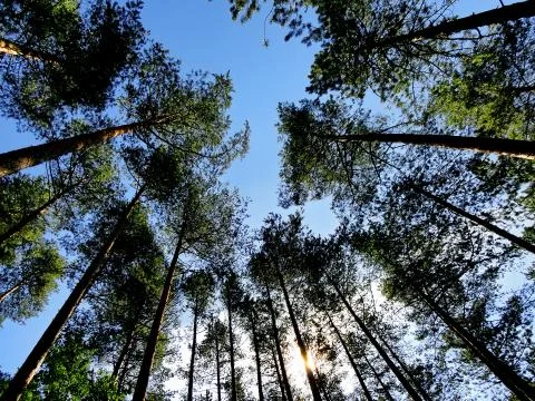 Looking up at a canopy  canopy of evergreen trees Stock Photos