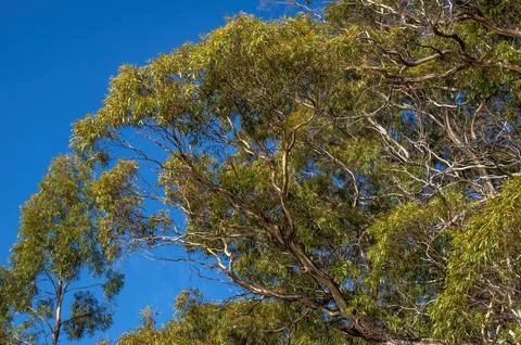 Looking up into the canopy of a eucalypt tree Foto stock