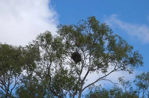 Looking up into canopy of eucalyptus tree with bird nest Stock Photos