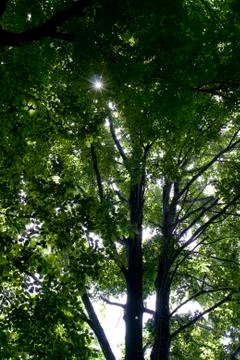 Looking Up Into The Canopy Of Forest Trees Stock Photos