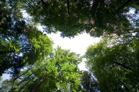 Looking Up Into The Canopy Of Forest Trees Stock Photos