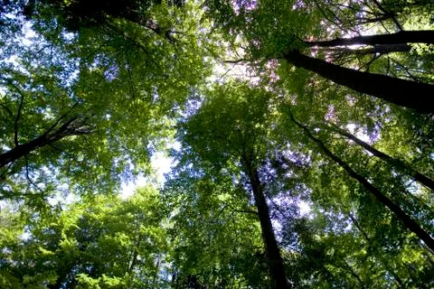 Looking Up Into The Canopy Of Forest Trees Stock Photos