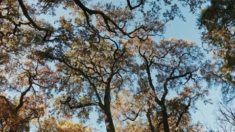 Looking up at canopy of an oak tree grove in fall Stock Footage 309939393