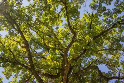 Looking up into the canopy Foto stock