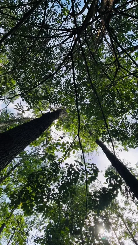 Looking Up into Canopy of Tall Eucalyptus Plantation Trees in Sumatra - Part 3 Stock Footage 342146326