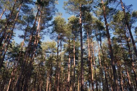 Looking up in to the canopy of tall pine trees 库存照片