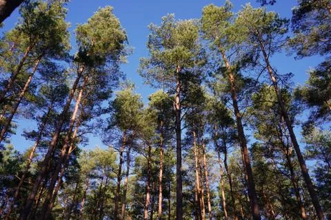 Looking up in to the canopy of tall pine trees Stockfoto's