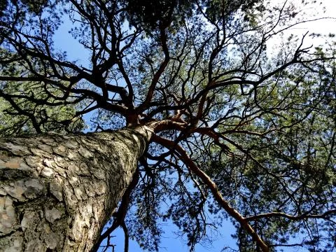 Looking up at a canopy of tree Stock Photos