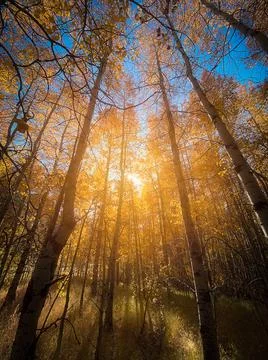 Looking up canopy of trees with fall colors into sunlight Stock Photos