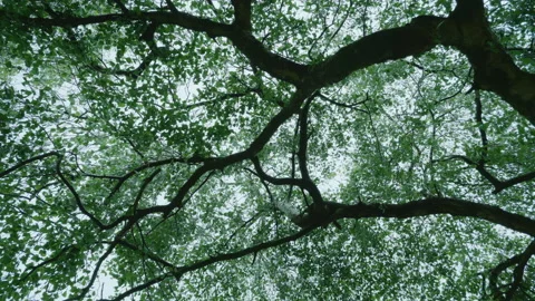 Looking up to the canopy of a weeping silver birch tree - smoothly rotating 01. Stock Footage 153809272