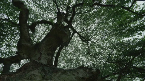 Looking up to the canopy of a weeping silver birch tree - smoothly rotating 02. Stock Footage 153810886