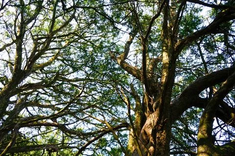 Looking up in to the canopy of yew trees Stock Photos