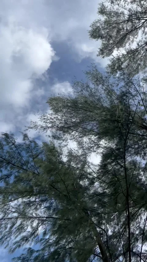 Looking Up at Casuarina Tree Branches Against Blue Sky with White Clouds Stock Footage 338240385