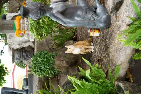 Looking up cat in the garden 写真素材