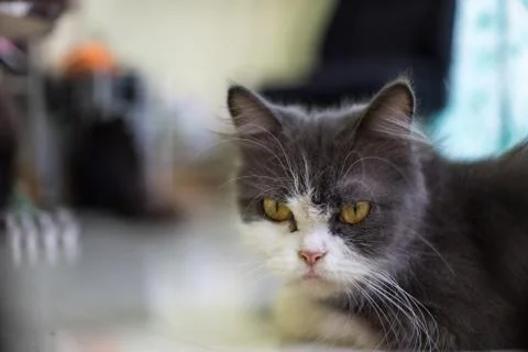 Looking cat 写真素材