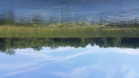 Looking at cat tails in a marsh next to a lake in a kayak Foto stock