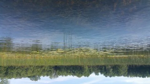 Looking at cat tails in a marsh next to a lake in a kayak Foto stock