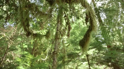 Looking up cedar tree Stock Footage 47286432