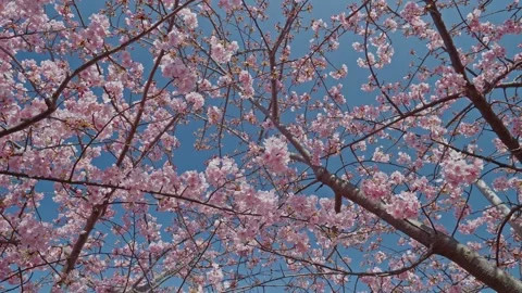 Looking Up at Cherry Blossom Branches Spreading Across Blue Sky in Full Bloom Stock Footage 334631725