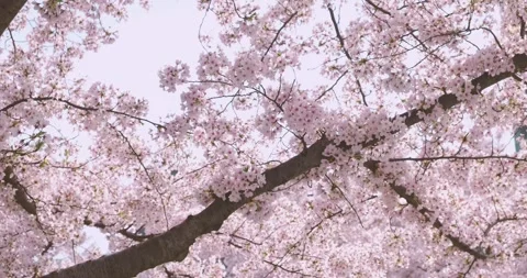 Looking up at Cherry Blossom Tree branch Stock Footage 273005832