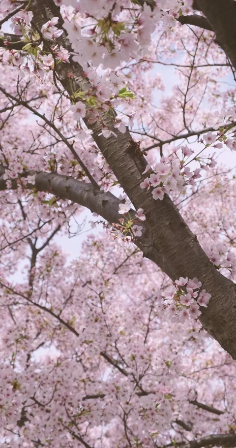 Looking up at Cherry Blossom Tree vertical Stock Footage 271626692