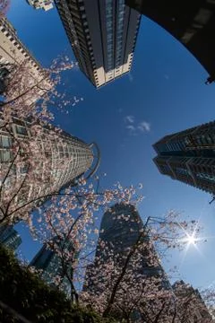 Looking up at cherry blossoms and high rise buildings using a fish eye lens. Stock Photos