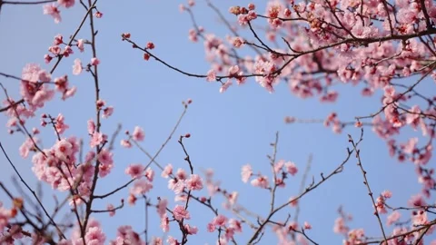 Looking Up at Cherry Blossoms and Peach Flowers Against a Spring Blue Sky Stock Footage 341913455