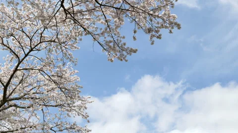 Looking up Cherry Blossoms and White Clouds in a Blue Sky (Tilt Up) Stock Footage 206094073
