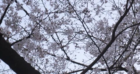 Looking up at cherry blossoms bloom, POV low angle steady, spring in Japan Stock Footage 106213779