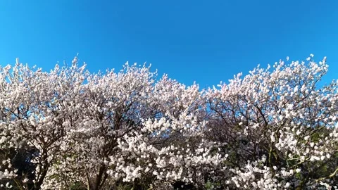 Looking Up Cherry Blossoms | Blue Sky | Spring - 4K Aerial Video Stock Footage 333195774