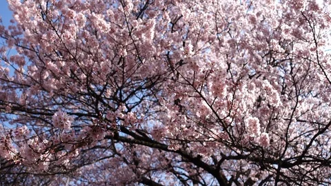 Looking up cherry blossoms swaying in the wind Stock Footage 88606127